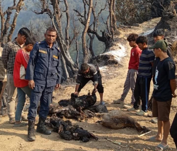लिमचुङबुङमा आगलागीले  घर, पशु चौपाया र खानेपानी क्षति